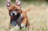 STAFFIE 127